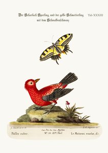 El gorrión escarlata y la mariposa cola de golondrina amarilla, 1749-73